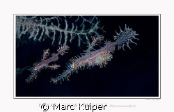 2 ornate ghostpipefishes taken in lembeh strait with cano... by Marc Kuiper 
